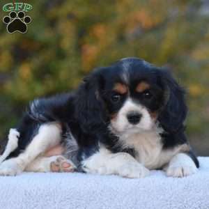 Betsy, Cavalier King Charles Spaniel Puppy